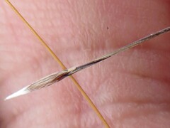 Austrostipa acrociliata