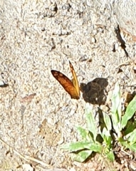 Vagrans sinha
