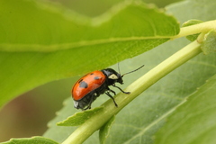 Cryptocephalus octopunctatus