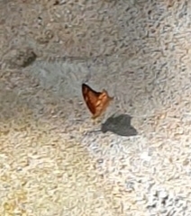 Vagrans sinha