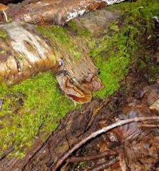 Psilocybe caerulipes