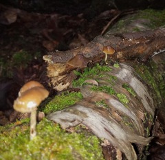 Psilocybe caerulipes