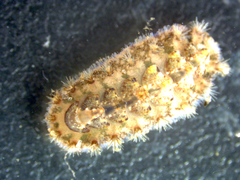 Acanthochitona crinita
