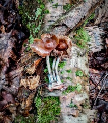 Psilocybe caerulipes