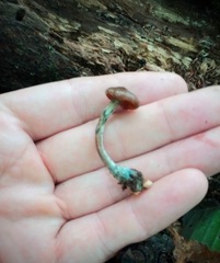 Psilocybe caerulipes