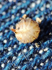 Armadillidium album