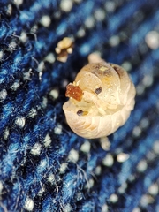 Armadillidium album