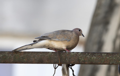 Streptopelia senegalensis