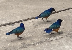 Lamprotornis superbus