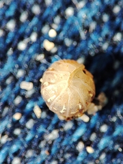 Armadillidium album