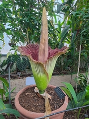 Amorphophallus titanum