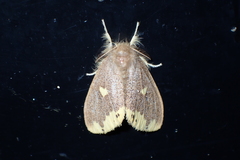 Euproctis quadrangularis