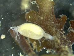 Gnathia maxillaris