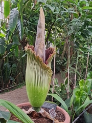 Amorphophallus titanum