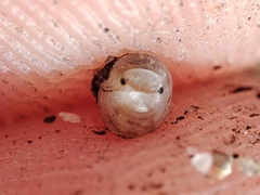 Armadillidium album