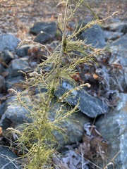 Eupatorium capillifolium