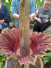 Amorphophallus titanum