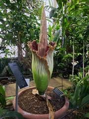 Amorphophallus titanum