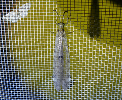 Distoleon tetragrammicus