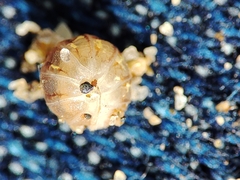 Armadillidium album