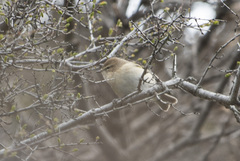 Phylloscopus sindianus lorenzii