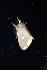 Euproctis quadrangularis
