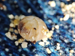 Armadillidium album