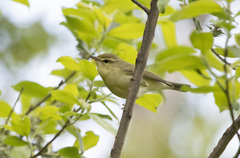 Phylloscopus nitidus