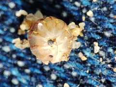 Armadillidium album