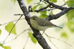 Phylloscopus nitidus