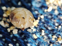 Armadillidium album