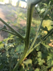Parthenium hysterophorus