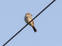 Pyrocephalus rubinus