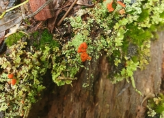 Cladonia didyma