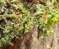 Cladonia didyma
