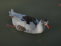 Anser anser domesticus