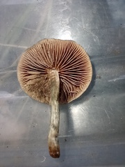 Psilocybe caerulipes