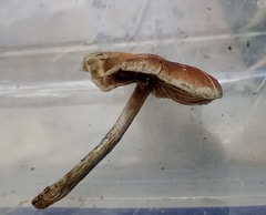 Psilocybe caerulipes