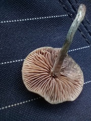 Psilocybe caerulipes