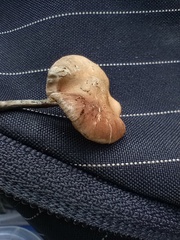 Psilocybe caerulipes