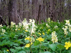 Corydalis cava marschalliana