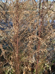 Eupatorium capillifolium