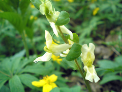 Corydalis cava marschalliana