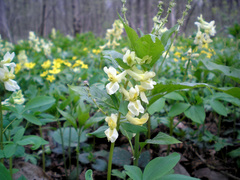 Corydalis cava marschalliana