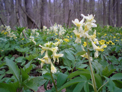 Corydalis cava marschalliana