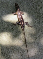 Trachylepis margaritifera