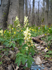 Corydalis cava marschalliana
