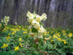 Corydalis cava marschalliana