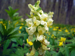 Corydalis cava marschalliana