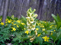 Corydalis cava marschalliana